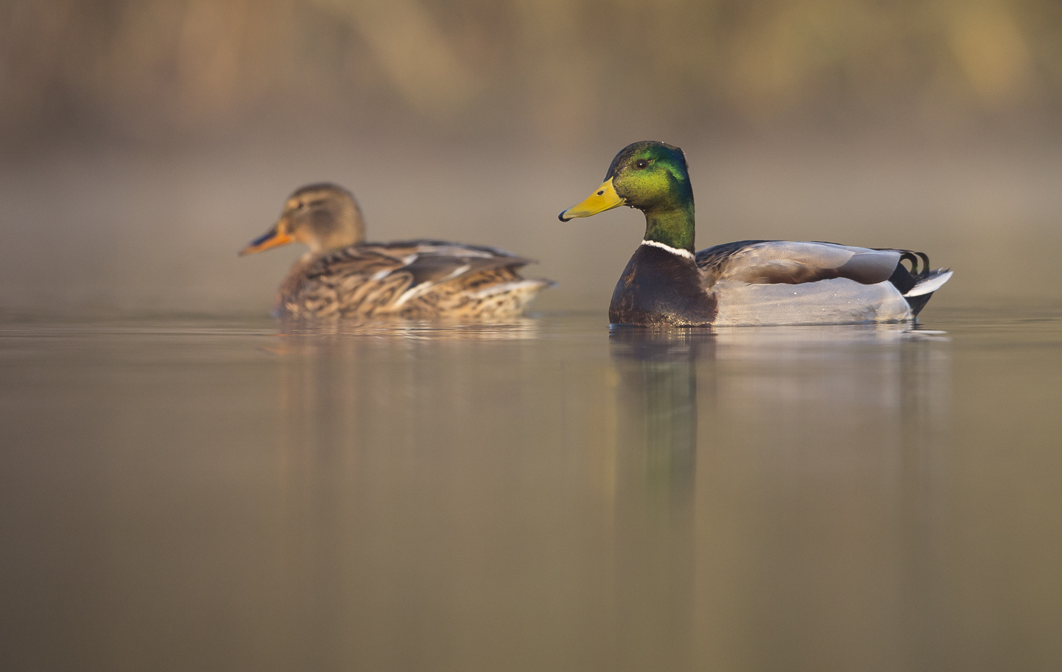 Ente und Erpel. © S. Rösner