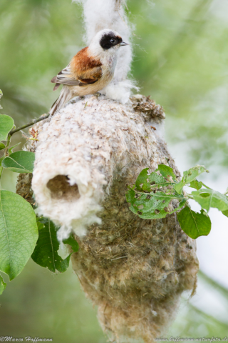 Beutelmeise am Nest. © M. Hoffmann