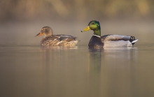Ente und Erpel. © S. Rösner