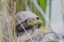 Sumpfschildkröte an einem Beobachtungsstand. © S. Rösner